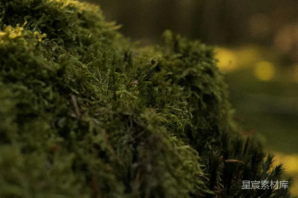 高清摄影 森林中的苔藓