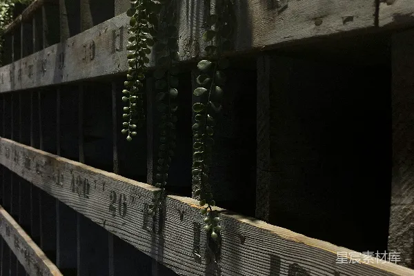高清摄影 阳光下的木栅栏与垂吊植物