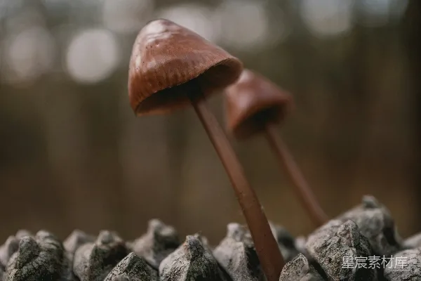 高清摄影 森林中的小蘑菇