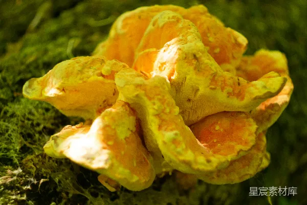 高清摄影 森林中的黄色蘑菇