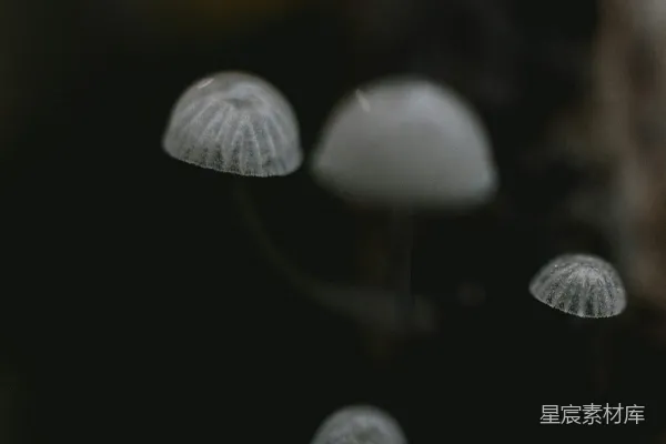 高清摄影 雾中仙灵菇
