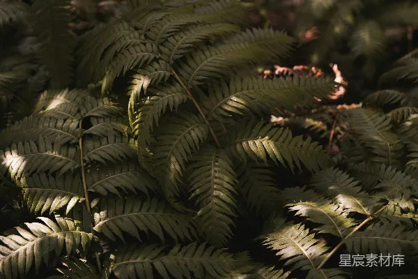 高清摄影 幽暗森林中的蕨类植物
