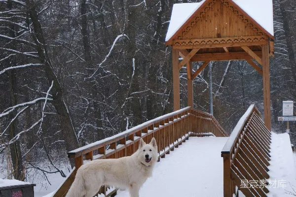 高清摄影 冬日雪景中的白色瑞士山地犬