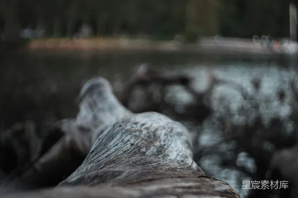高清摄影 旧木桥上的自然风景