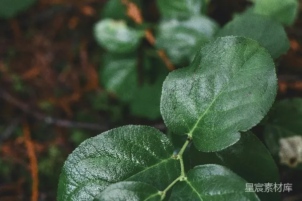 高清摄影 森林中的绿色植物