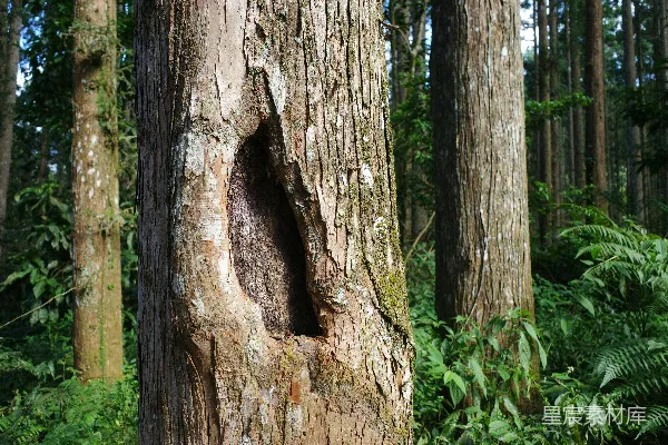 高清摄影 森林中的古老树洞