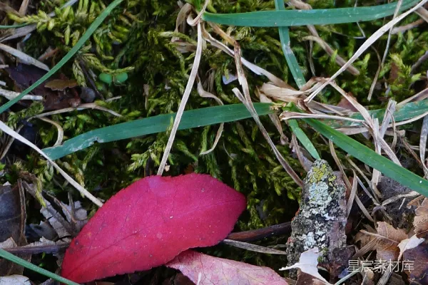 高清摄影 秋叶与苔藓