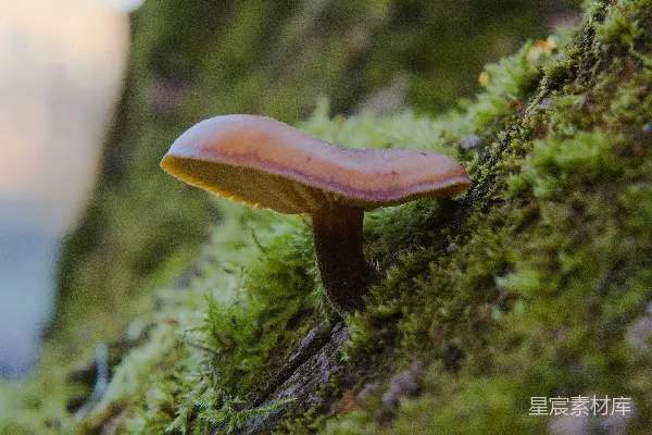 高清摄影 森林中的蘑菇与苔藓