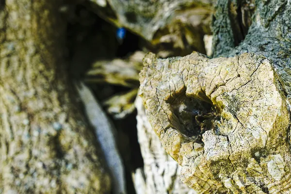高清摄影 岩石的自然纹理