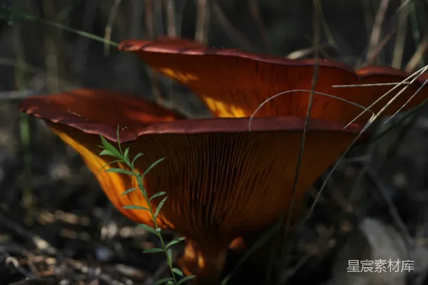 高清摄影 森林中的红蘑菇