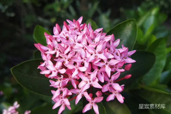 高清摄影 粉红簇花