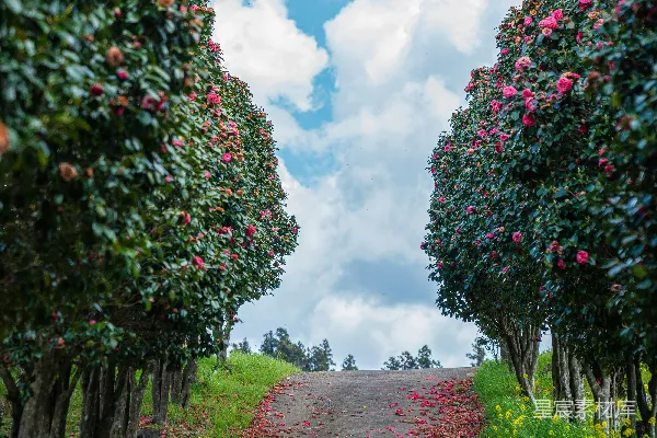 高清摄影 花海中的乡间小路