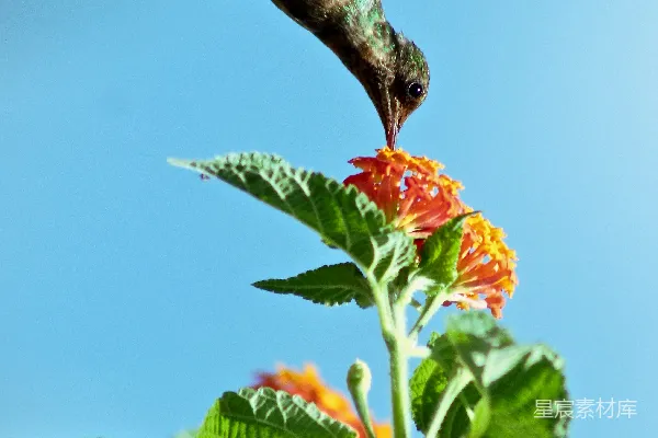 高清摄影 蜂鸟与橙花