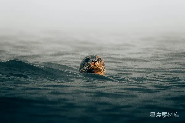 高清摄影 水中的海豹