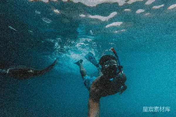 高清摄影 水下探险：与海豚共舞