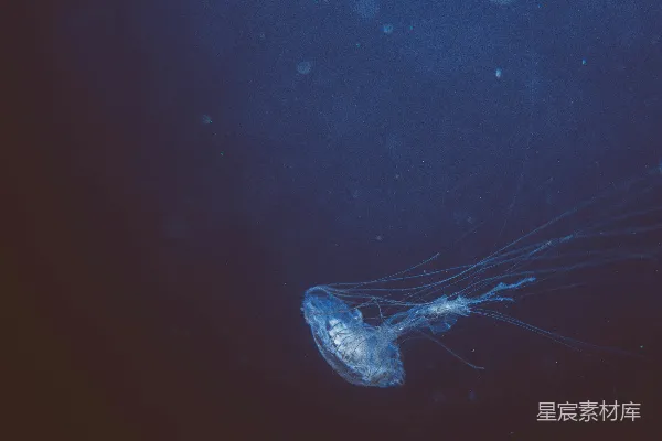 高清摄影 深海中的神秘水母