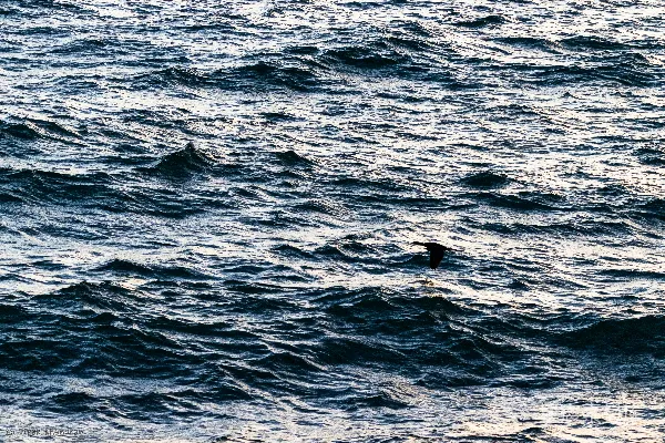 高清摄影 海上的孤鸟