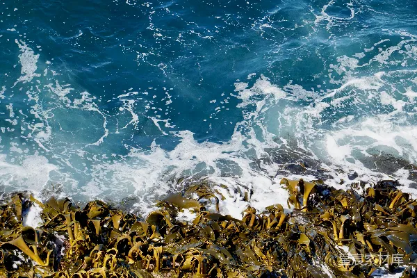 高清摄影 海浪拍打海藻