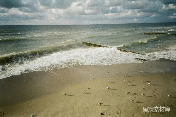 高清摄影 海岸上的海鸥