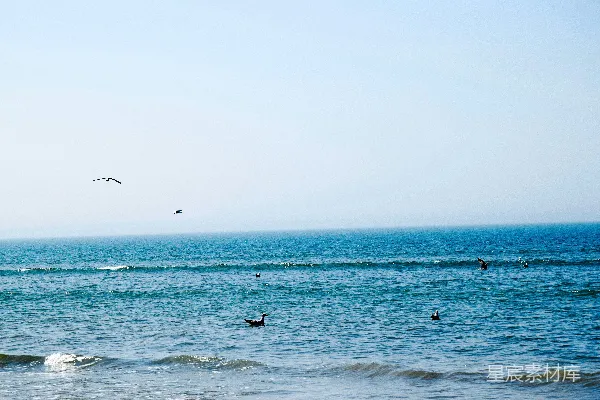 高清摄影 海鸥与宁静的海景