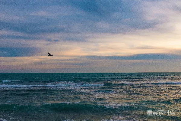 高清摄影 海鸥与夕阳下的波涛
