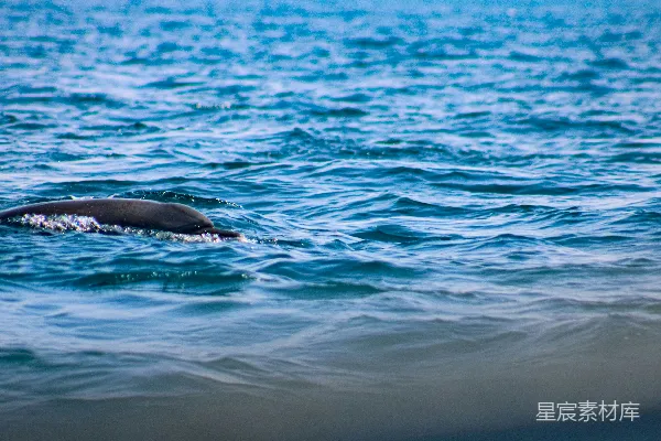 高清摄影 海豚在海面上游动