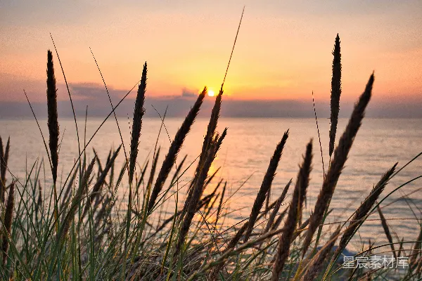 高清摄影 海草夕阳