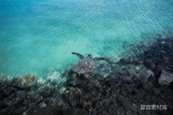 高清摄影 海龟在清澈的海水中游泳
