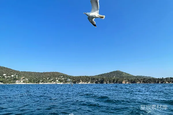 高清摄影 海鸥与蓝天下的航行
