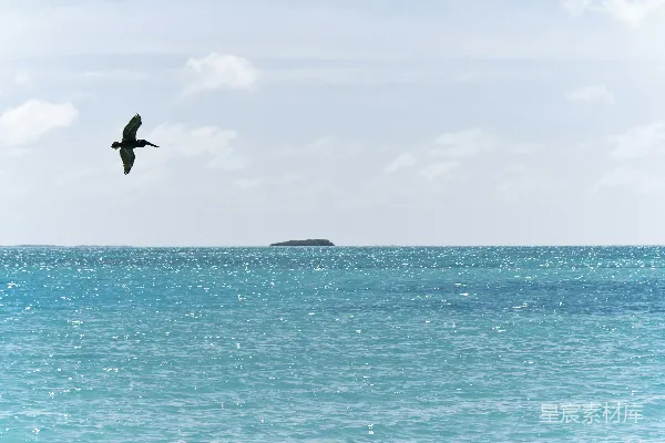 高清摄影 海鸥掠过宁静的海域