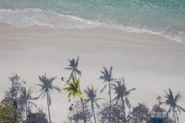 高清摄影 沙滩上的椰子树影
