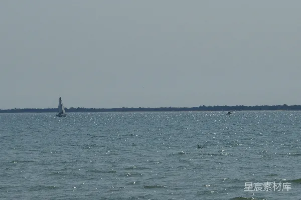 高清摄影 宁静海景：帆船与海豚的邂逅