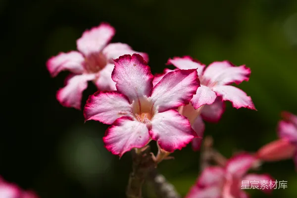 高清摄影 一朵花的特写 shots
