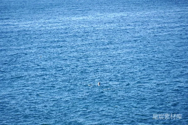 高清摄影 海面的海豚