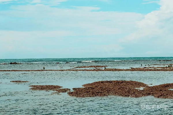 高清摄影 海滩上的藻类与宁静的海景