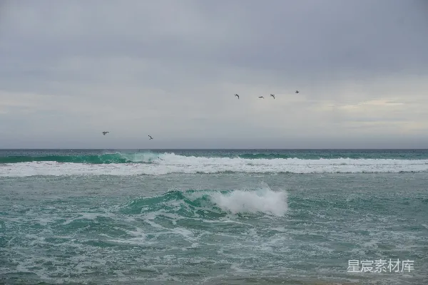 高清摄影 海浪与飞鸟
