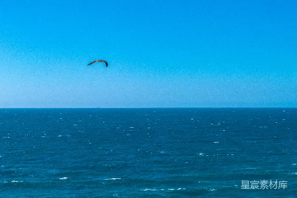 高清摄影 海天一色，自由飞翔