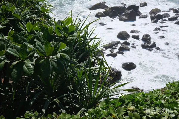 高清摄影 海边植物与岩石