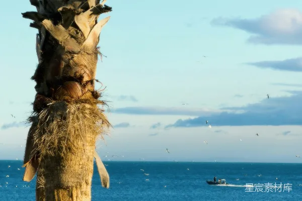 高清摄影 棕榈树下的海景