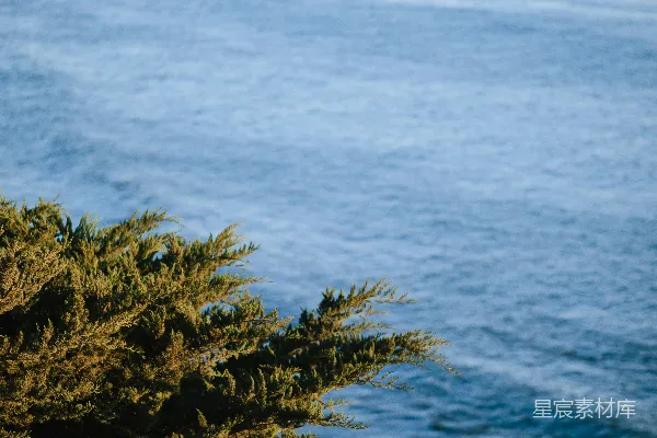 高清摄影 海边的绿植与宁静的海景