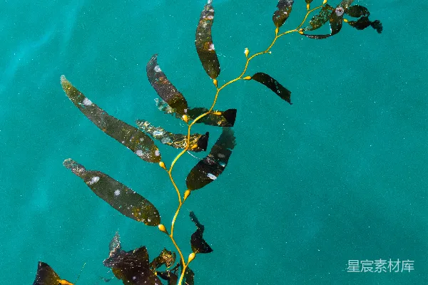 高清摄影 海藻与清澈的海水