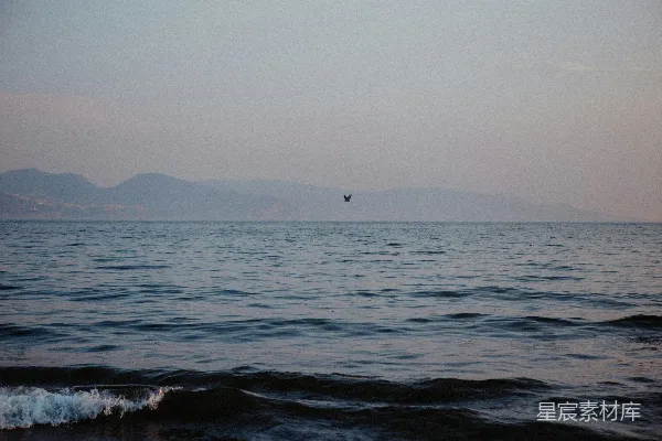 高清摄影 海天一色，自由翱翔的海鸥