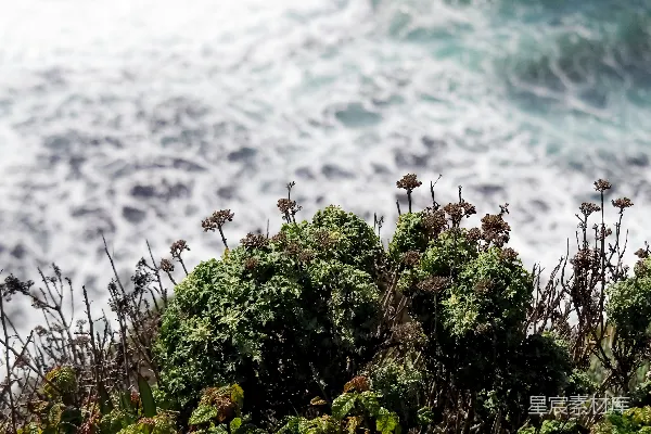 高清摄影 海岸边的绿色植物
