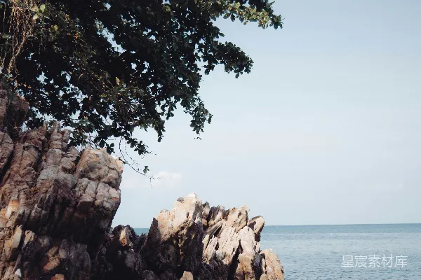 高清摄影 海边的岩石与树木