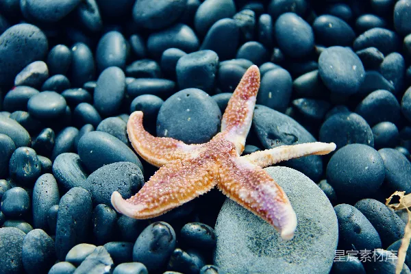 高清摄影 海滩上的海星