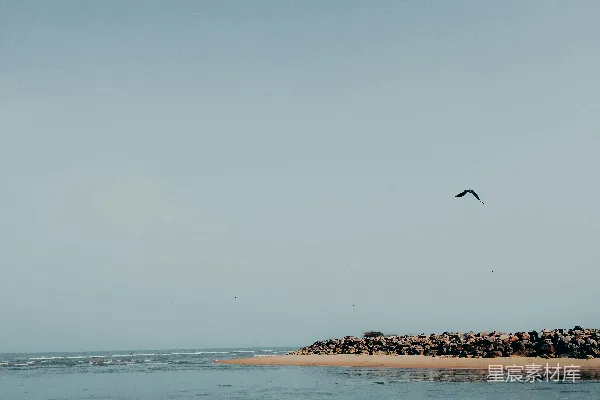 高清摄影 宁静的海滩与飞翔的鸟