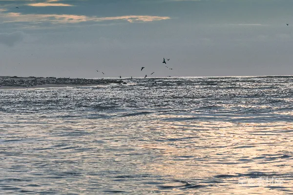 高清摄影 海鸥与夕阳：宁静的海滩