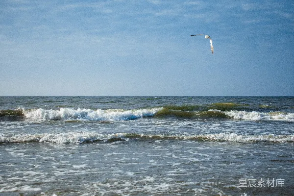 高清摄影 海鸥与波浪