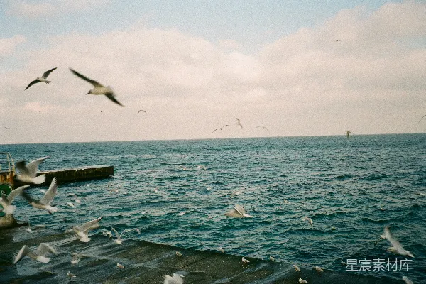 高清摄影 海鸥在码头上空的飞翔