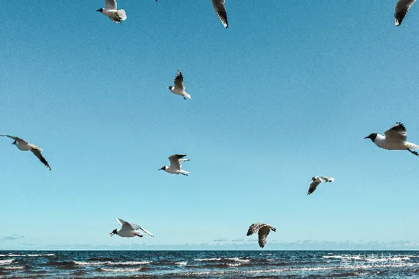 高清摄影 海鸥飞翔的海滩